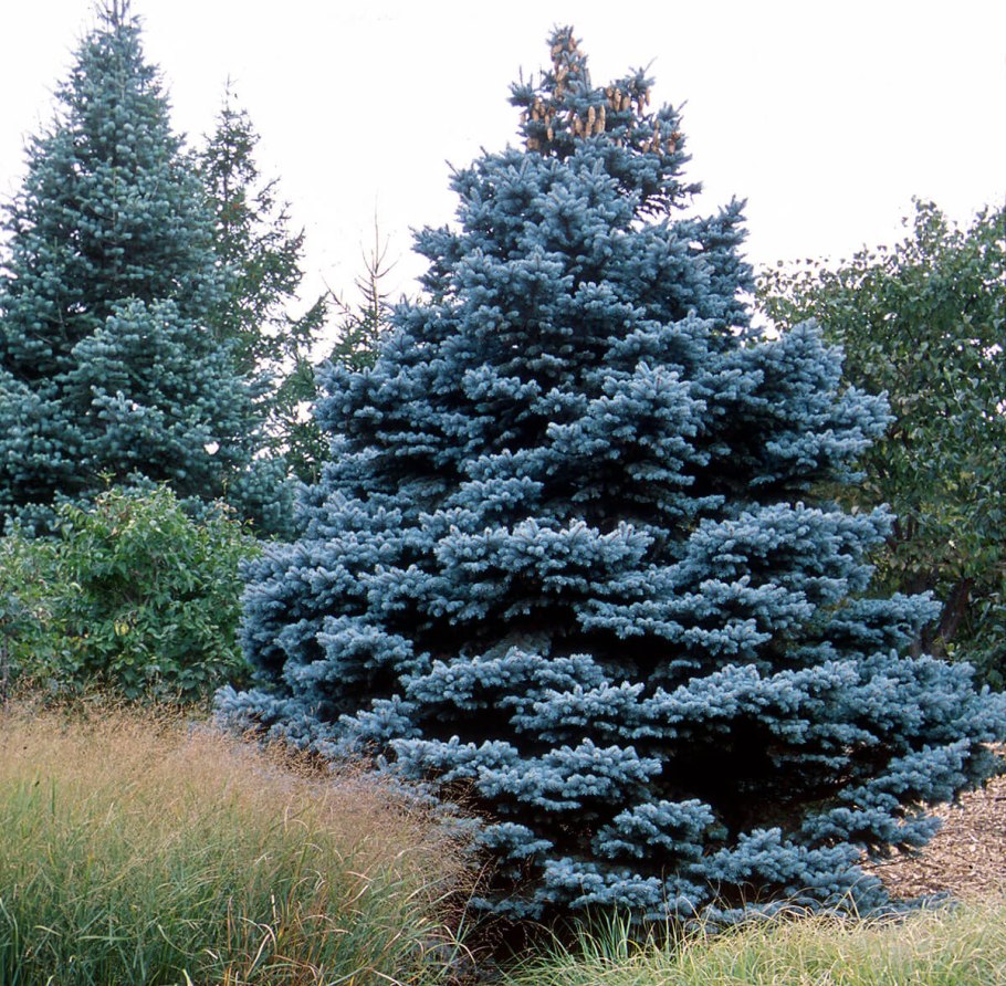 Ель Picea pungens “Blue Diamond”