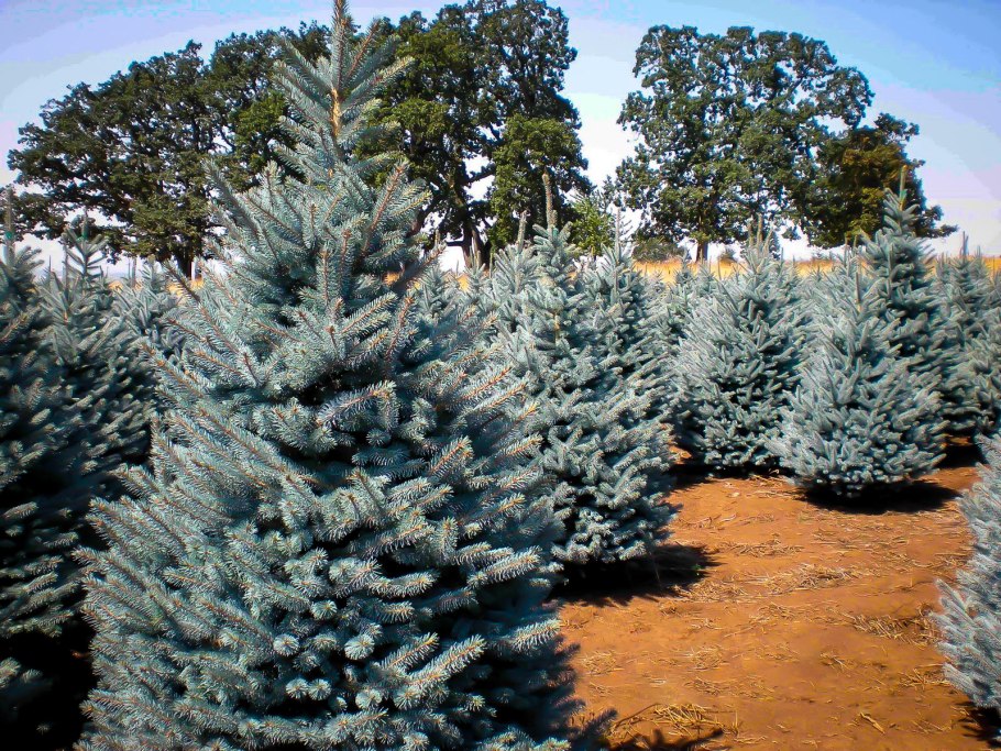 Ель колючая Picea pungens glauca