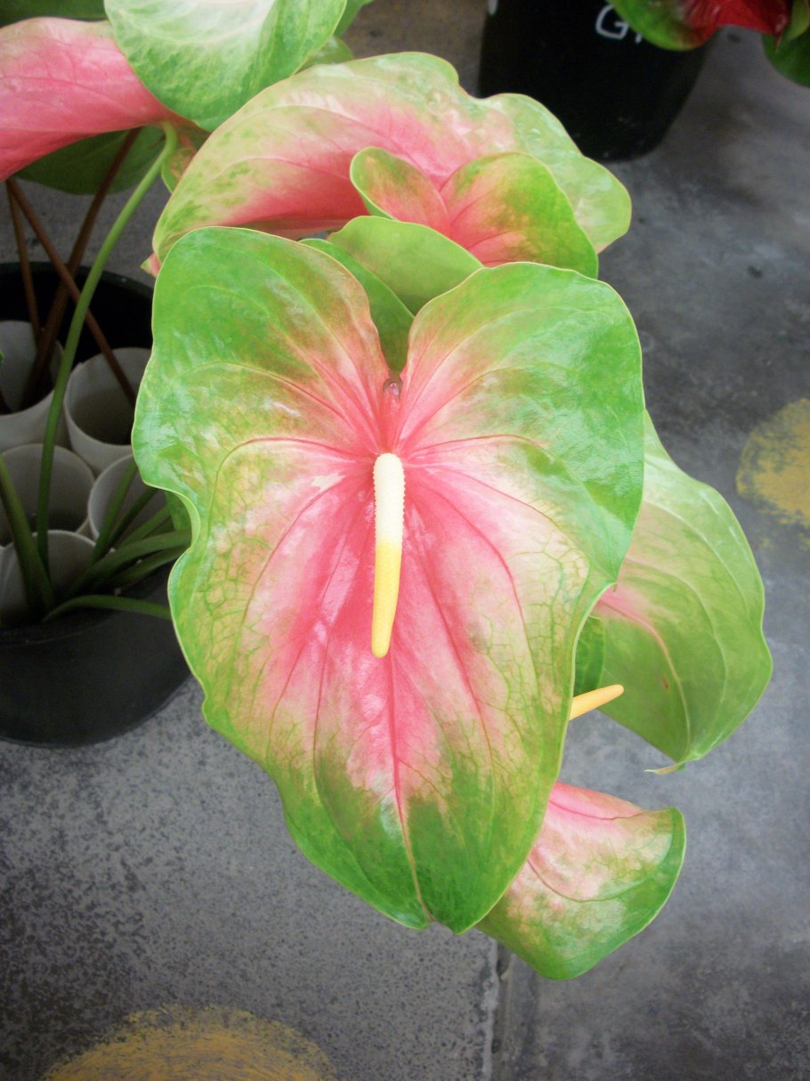 Антуриум Watermelon Obake