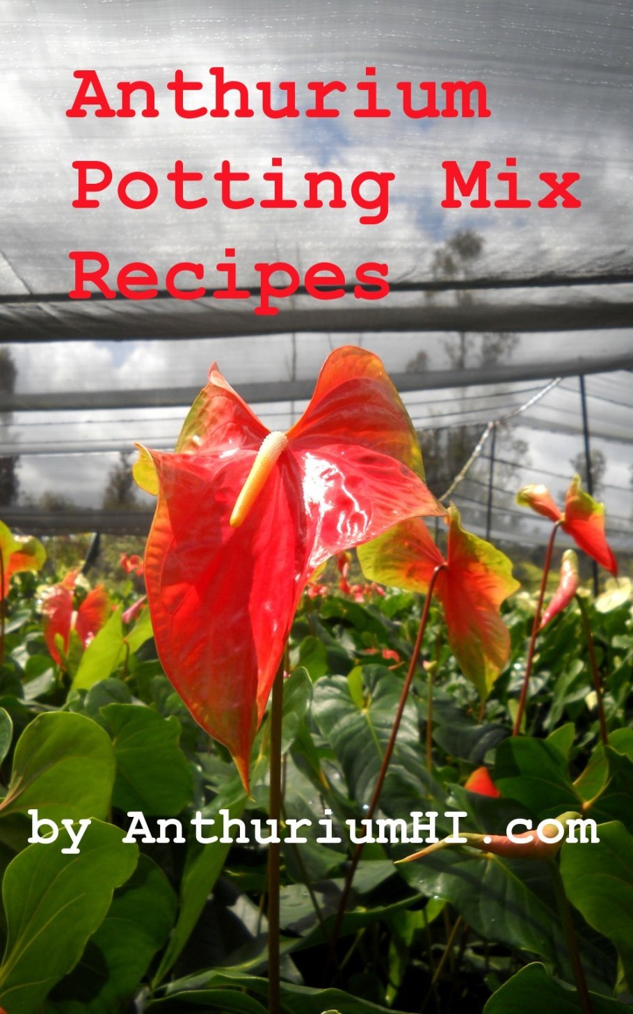 Орхидея Антуриум белая