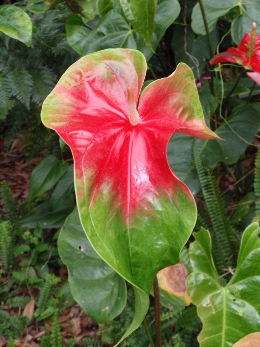 Антуриум Obake