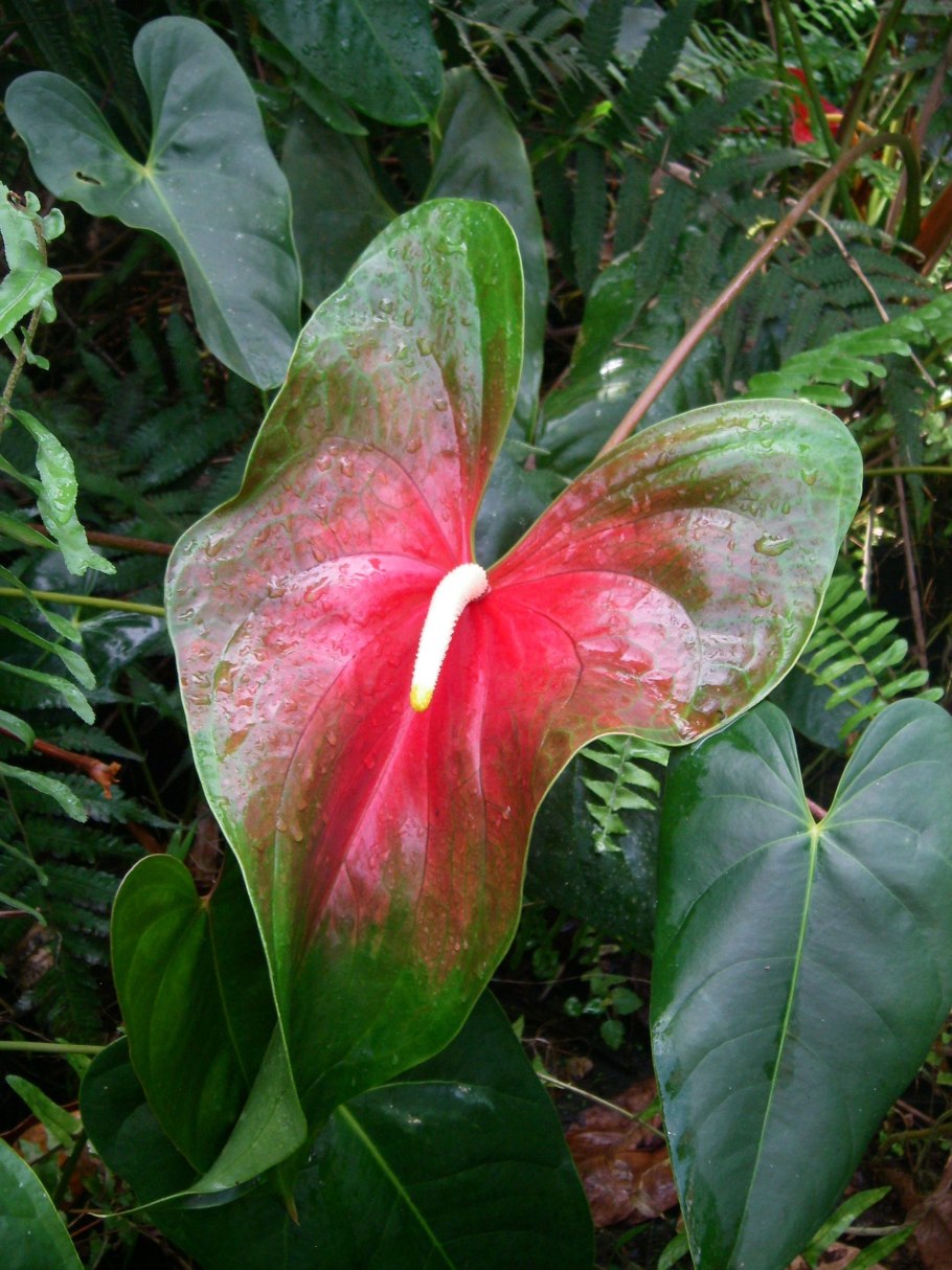 Антуриум Андре Гавайи