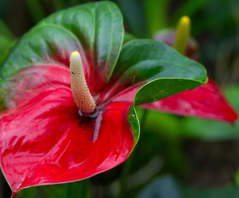 Антуриум Монтана