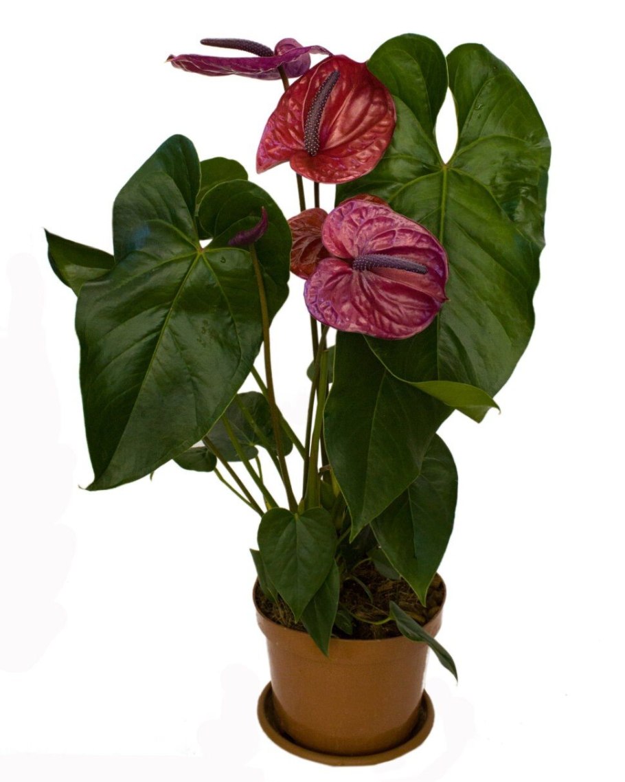 Антуриум Spice фото