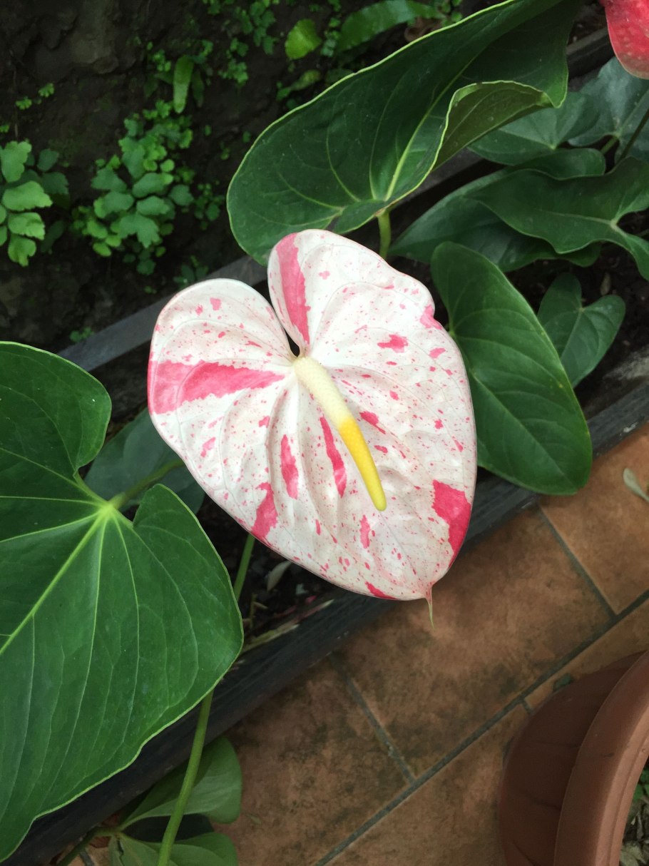 Антуриум пентафиллум