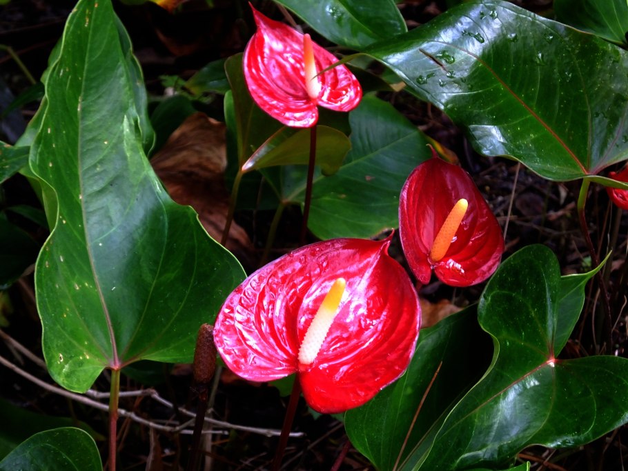 Антуриум Гавайский