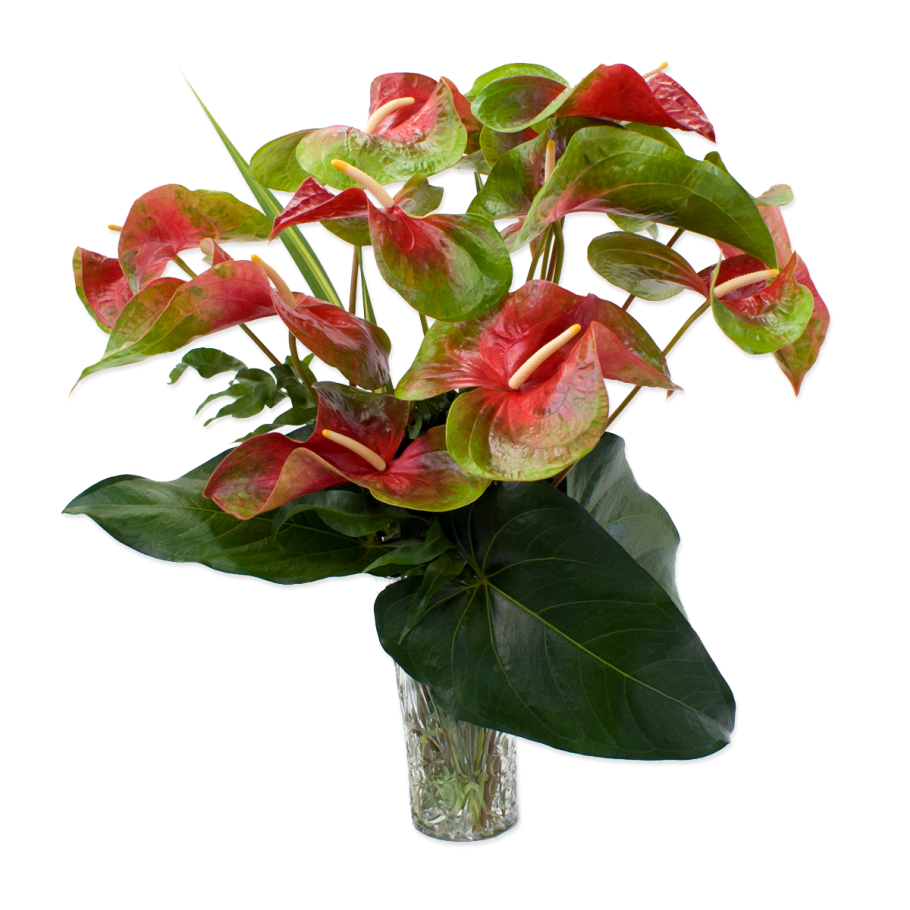 Антуриум Шерцера Алексия Блю