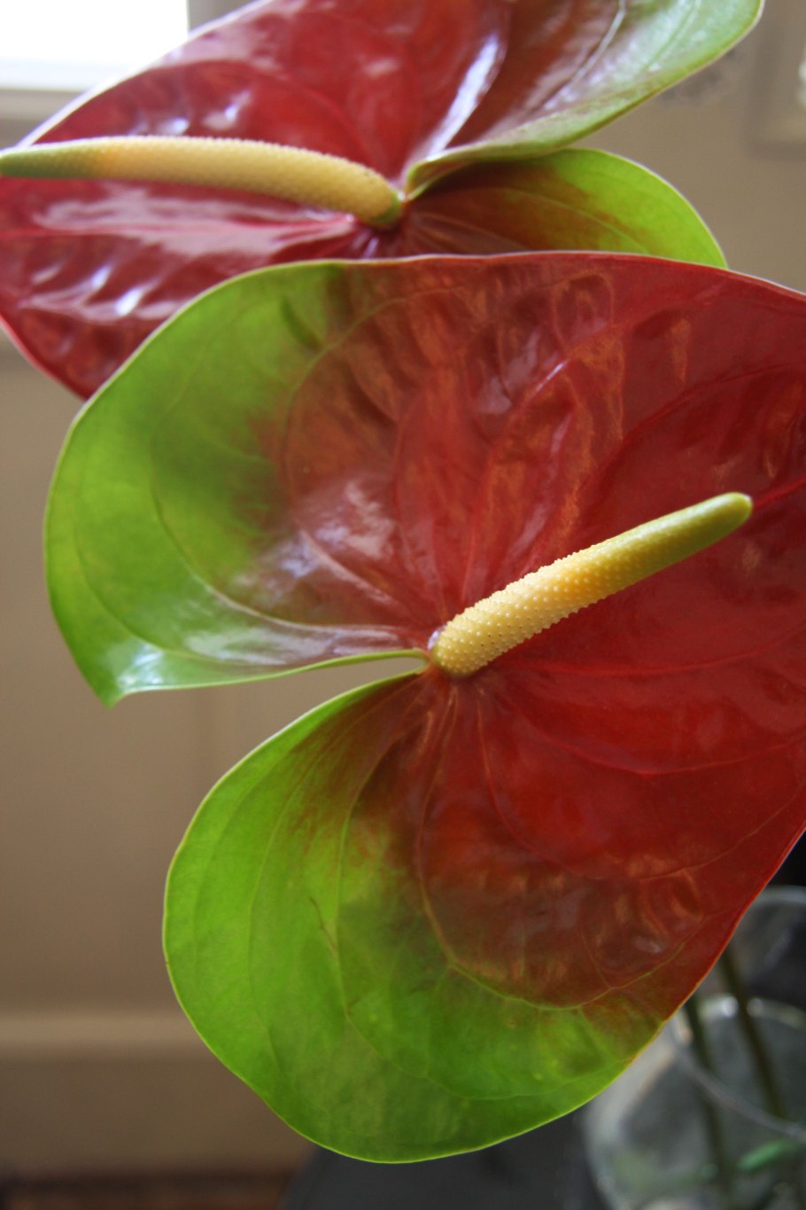 Антуриум Колорадо