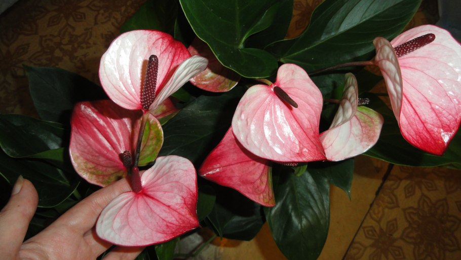 Антуриум Андре Гавайи