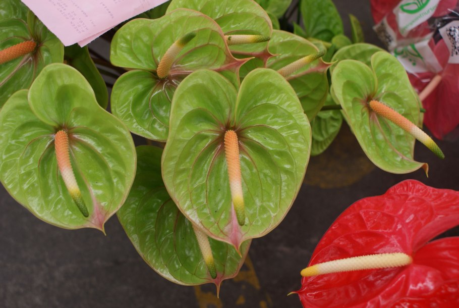 Антуриум Ягуар Грин (Anthurium Jaguar Green)