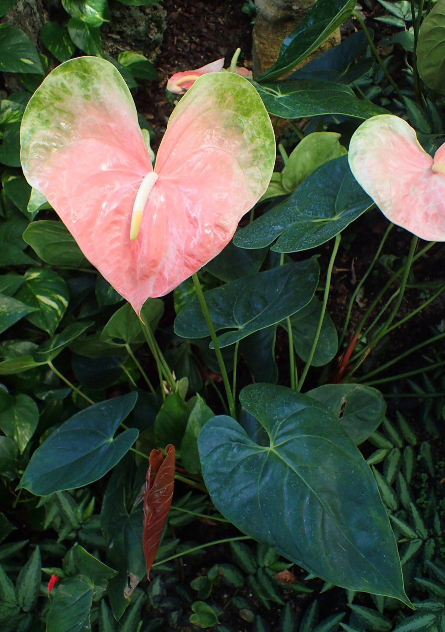 Антуриум Obake