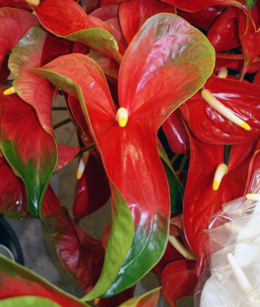 Антуриум Watermelon Obake