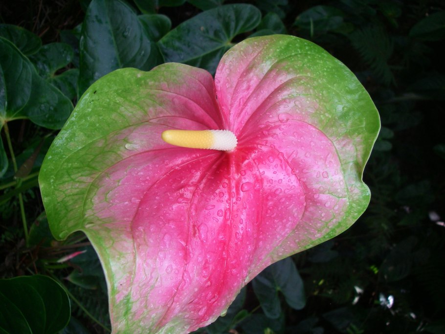 Антуриум Кентукки