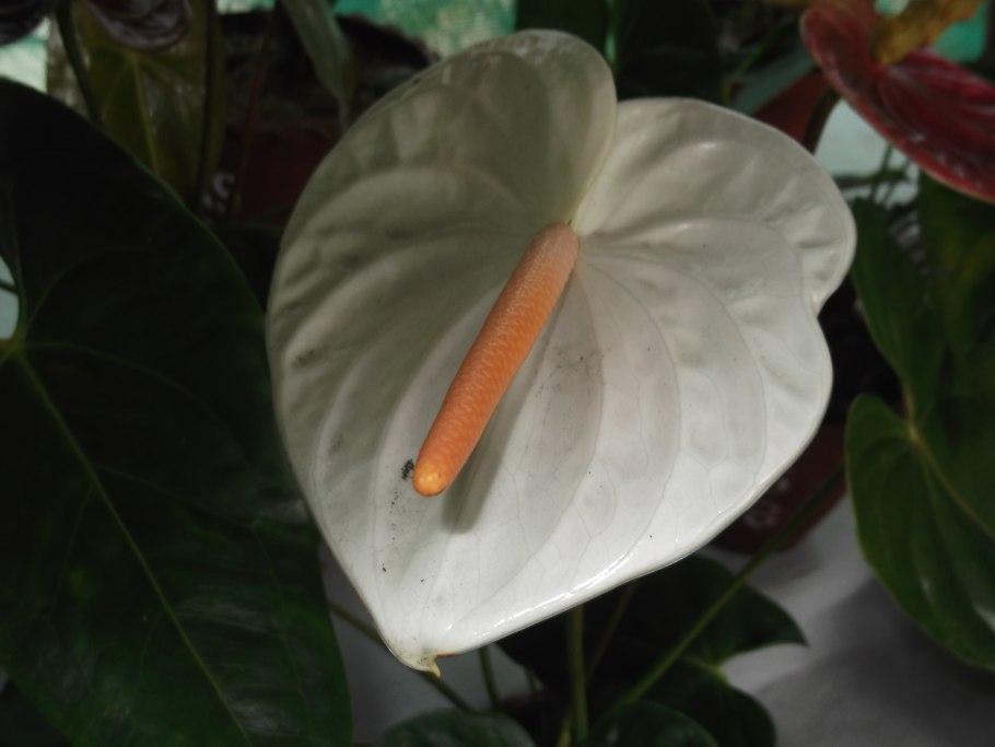 Антуриум Виолет Харт