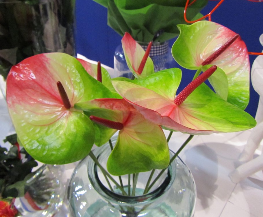 Антуриум Андре Гавайи