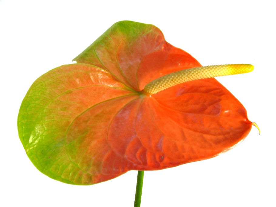 Pure Orange Антуриум