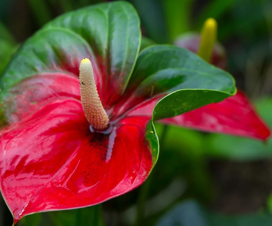 Антуриум шерцера гавайи