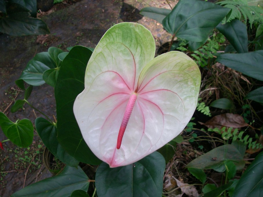 Антуриум Ренуар