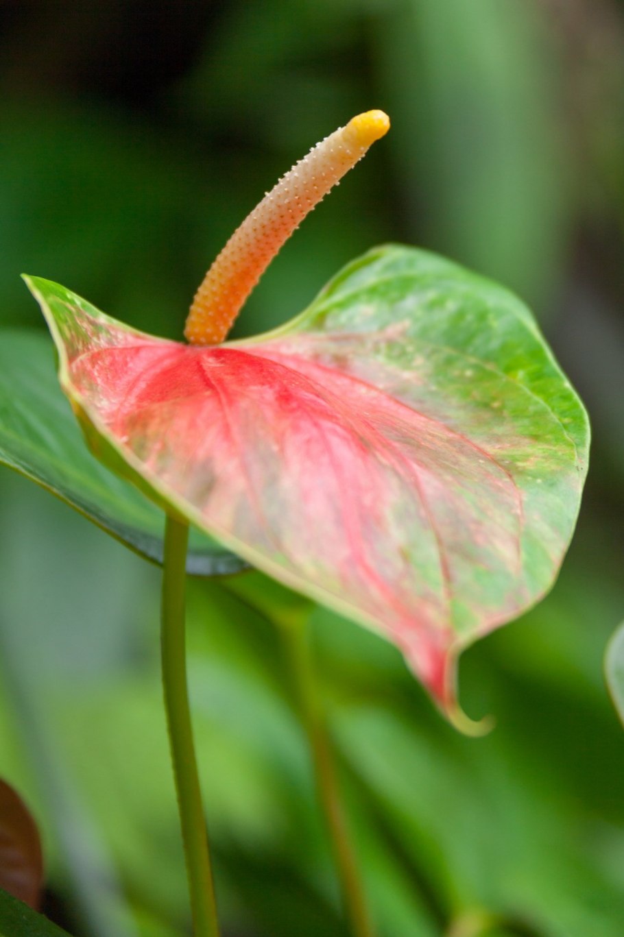 Антуриум Шерцера Гавайи