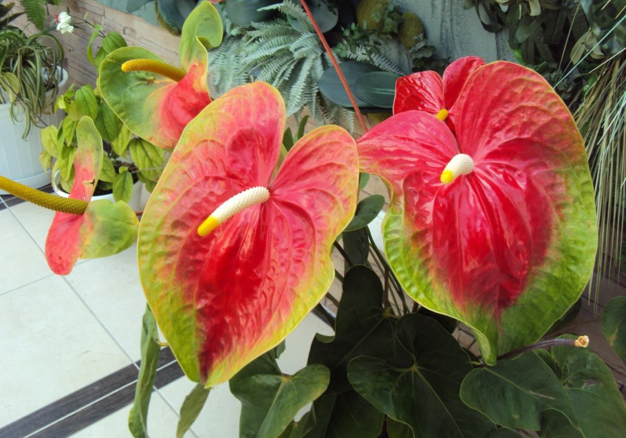 Антуриум андре гавайи