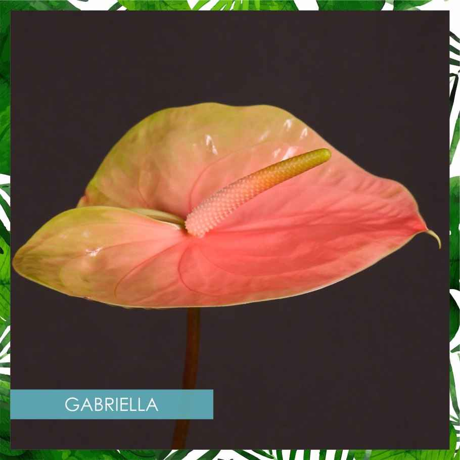 Антуриум сорт Гавайи