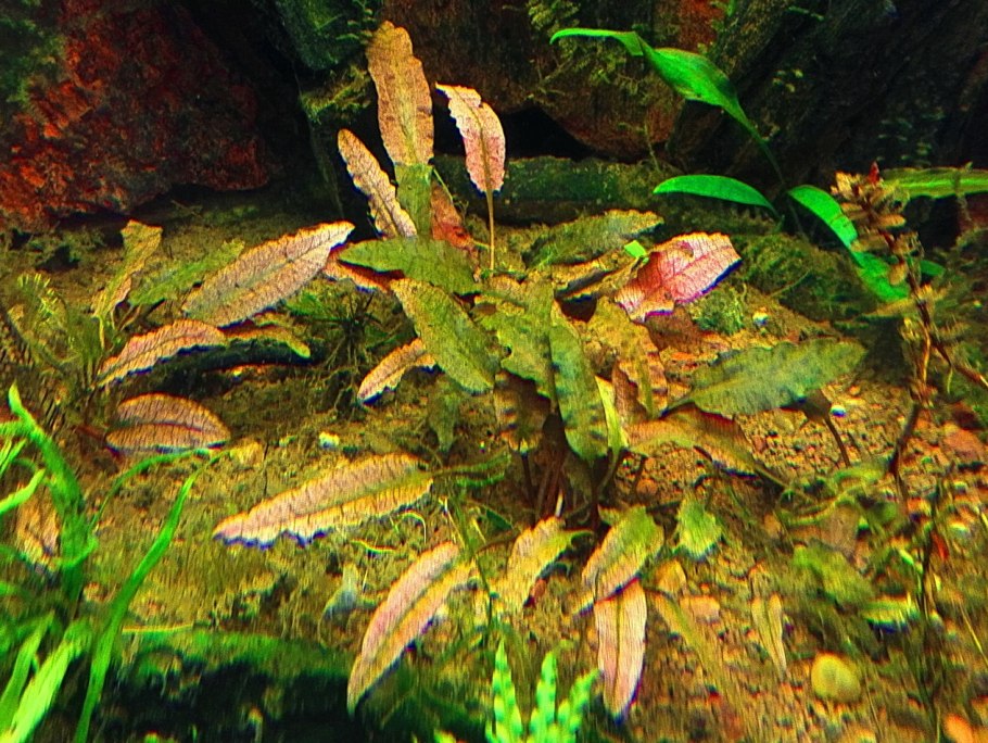 Криптокорина wendtii Pink Panther