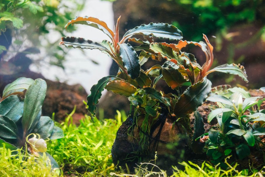 Криптокорина Вендта