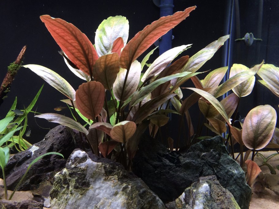 Акваскейп папоротник Трайдент