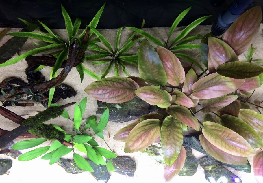 Остров в аквариуме акваскейп