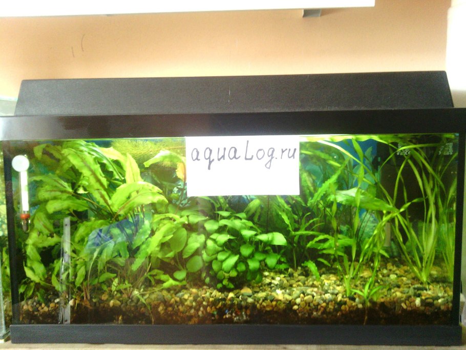 Стаурогин Репенс на коряге