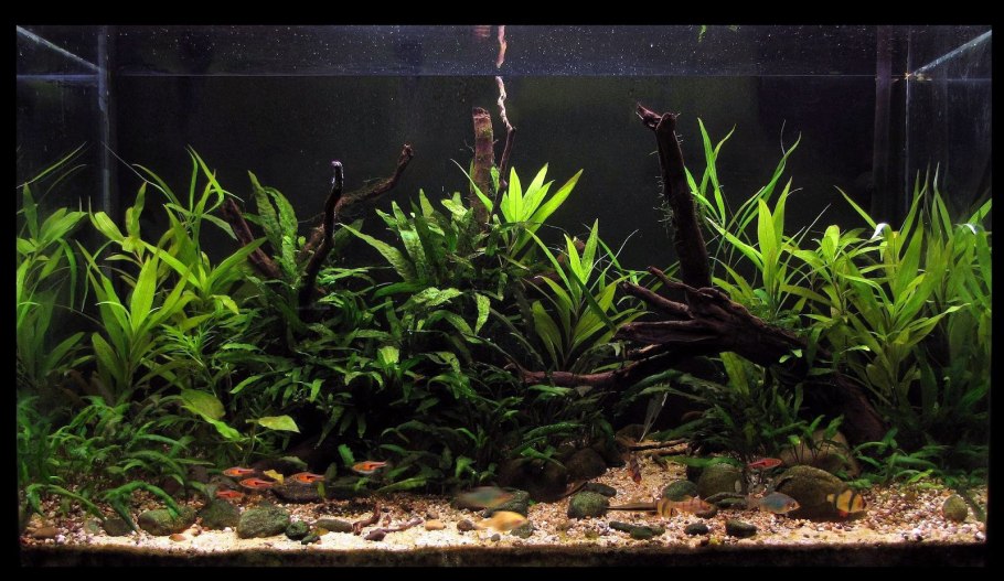 Криптокорина болезни