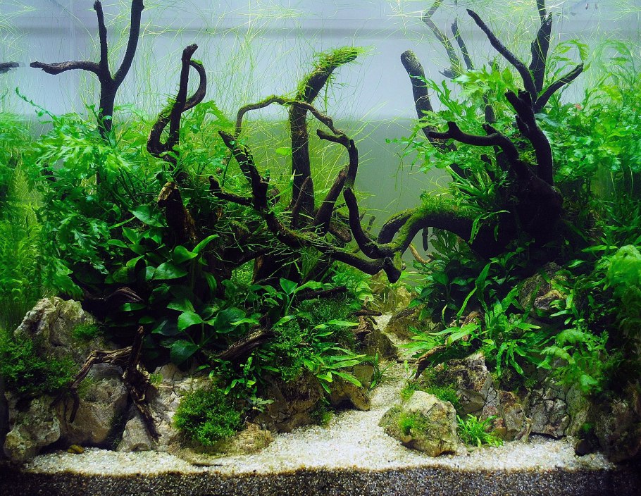 Биотоп Рио Негро аквариум