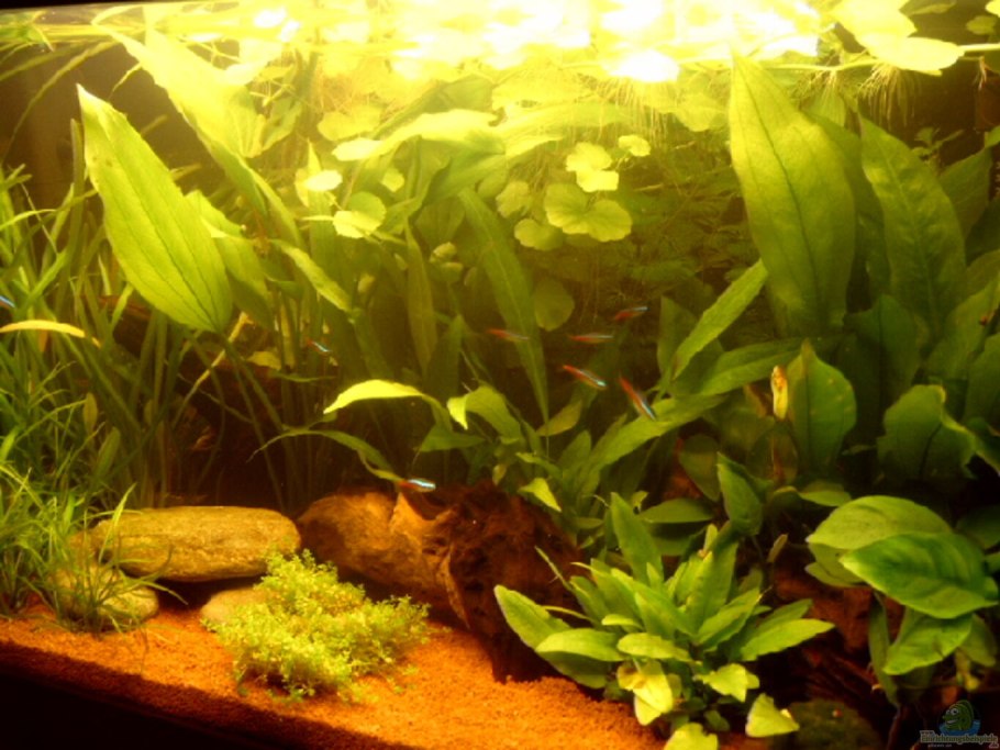 Криптокорина лагенандра