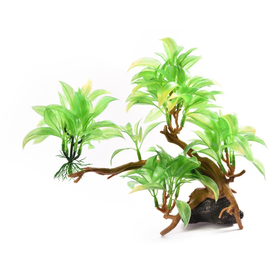 Аквариум биотоп с криптокоринами