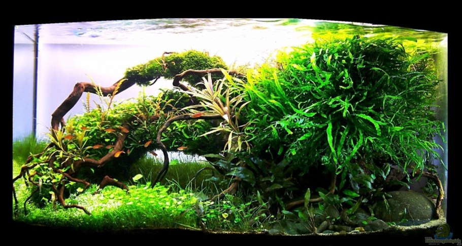 Криптокорина Валкера Cryptocoryne walkeri