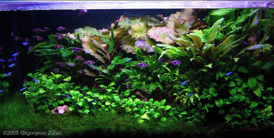 Таиландский папоротник на коряге