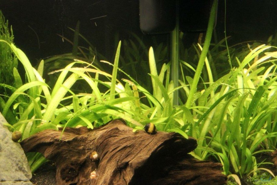 Тенелюбивые аквариумные растения