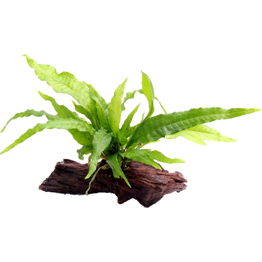 Декорация fauna INT "растение на коряге"