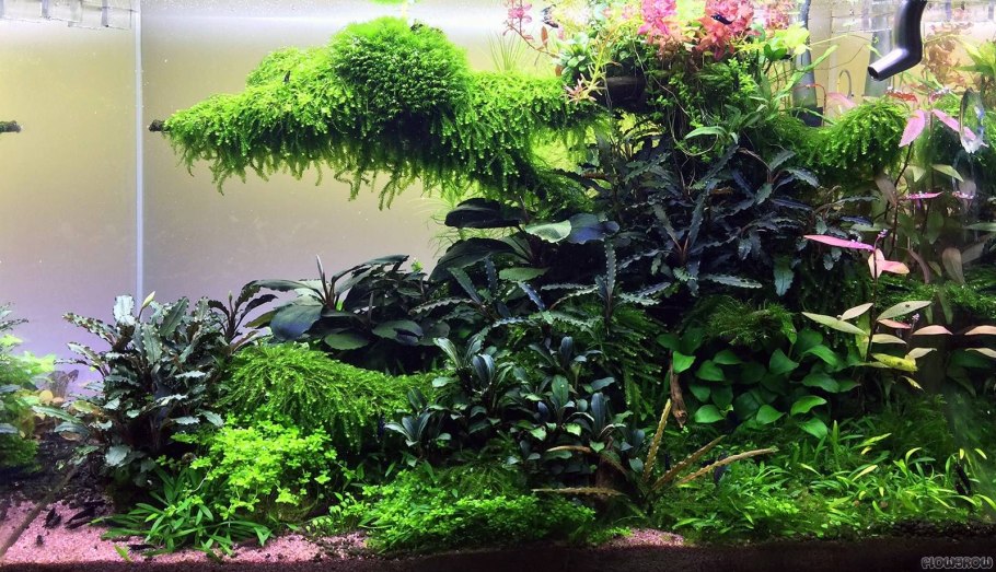 Ивагуми Такаши Амано