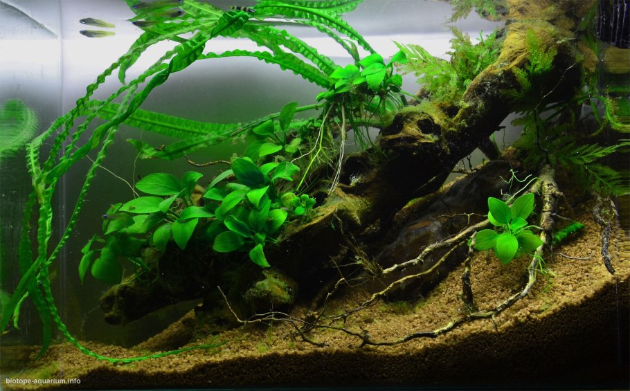 Аквариум Anubias b-1800f