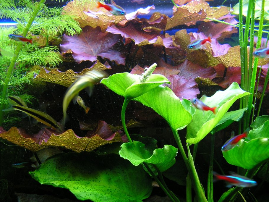 Криптокарина вендетта Браун