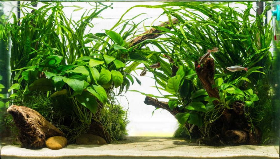 Криптокорина Вендта красная