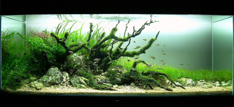 Криптокорины опасные для рыб в аквариуме