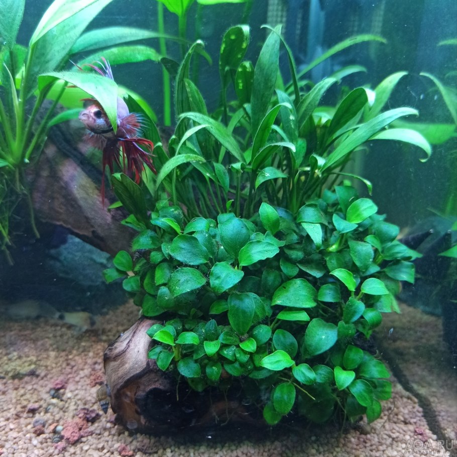 Буцефаландры в аквариуме