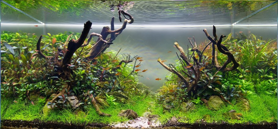 Растение Эхинодорус в аквариуме