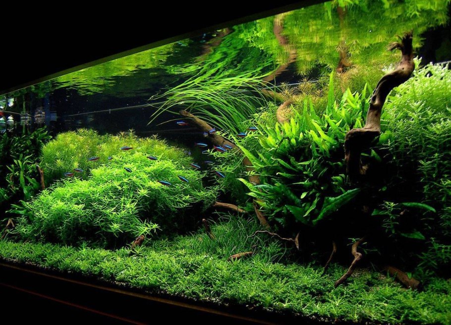 Акваскейп с папоротником