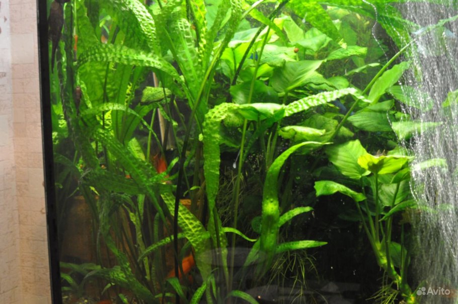 Криптокорина Вендта апоногетонолистная