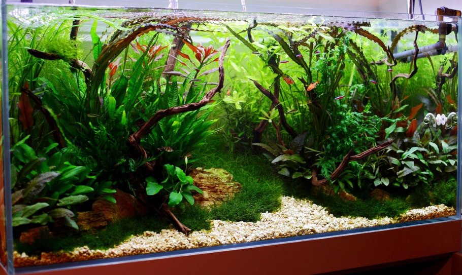 Аквариум акваскейп с буцефаландрами
