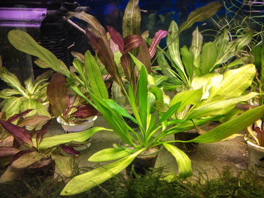 Гигрофила Пиннатифида