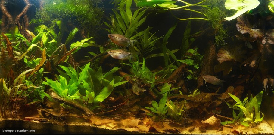 Криптокорина аффинис ред